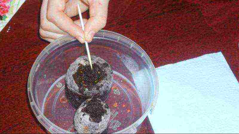 how to grow gloxinia from seeds at home