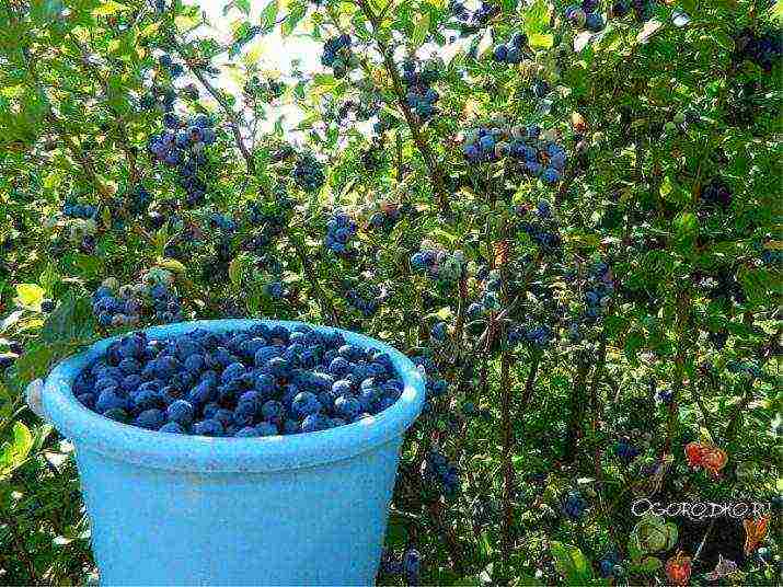 how to grow blueberries at home from seeds