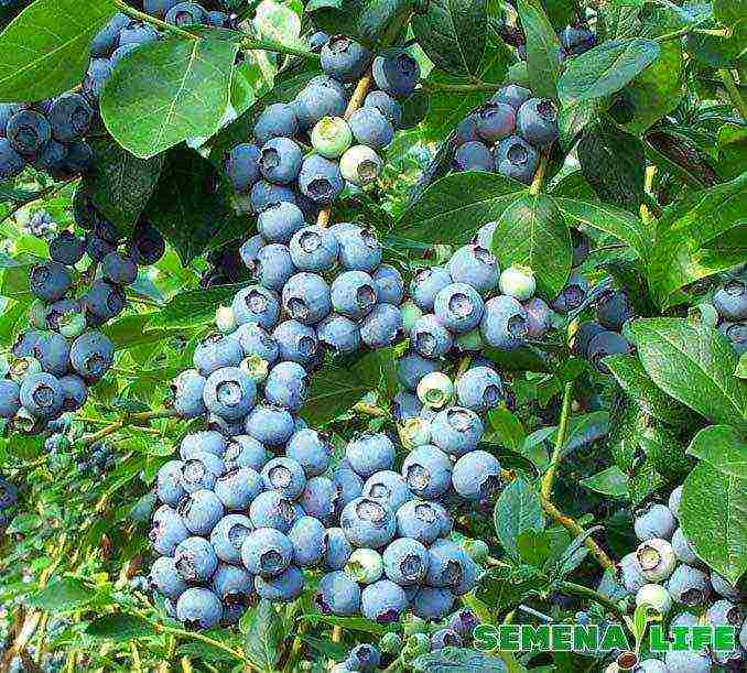 how to grow blueberries at home from seeds