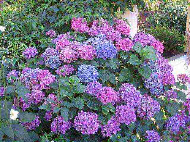 how to grow hydrangea in the country and how to care for it