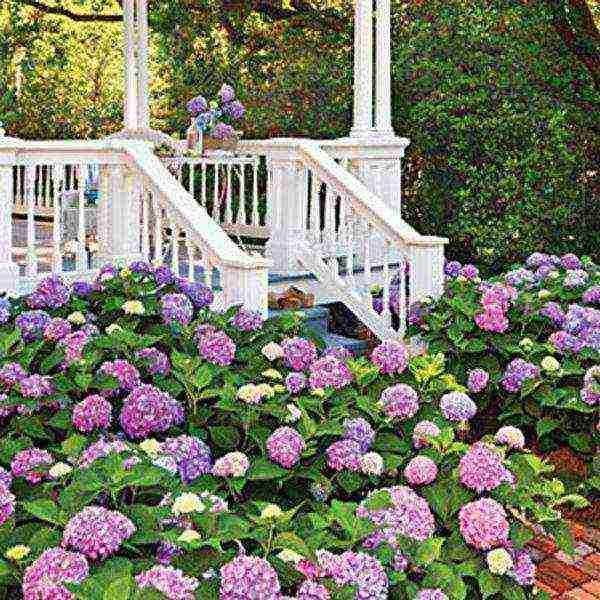 how to grow hydrangea in the country and how to care for it