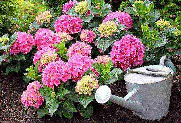 how to grow hydrangea in the country and how to care for it