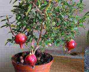 how to grow pomegranate at home from a stone