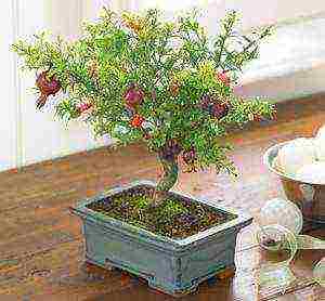 how to grow pomegranate at home from a stone