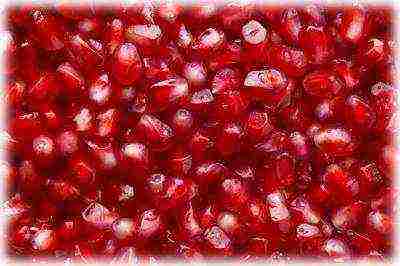 how to grow pomegranate at home from a stone