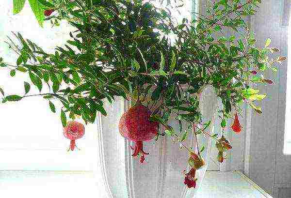 how to grow pomegranate at home from a stone