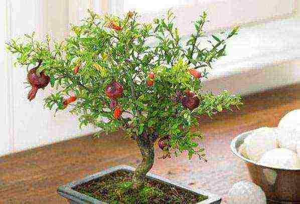 how to grow pomegranate at home from a stone