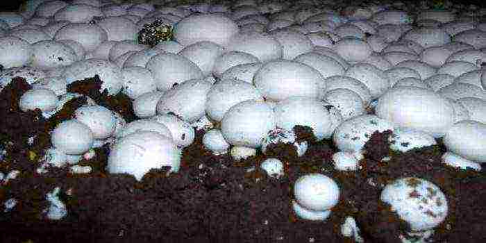 how to grow mushrooms at home in a cellar