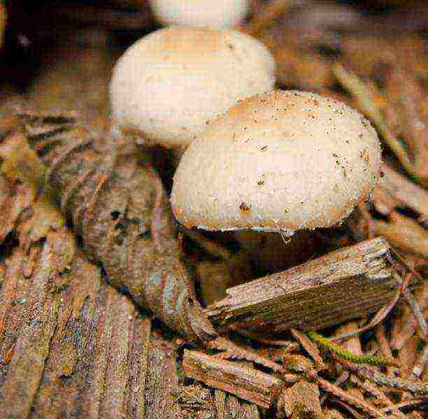 how to grow mushrooms at home in a cellar