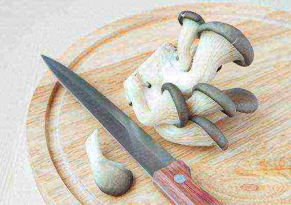 how to grow oyster mushrooms at home in almaty