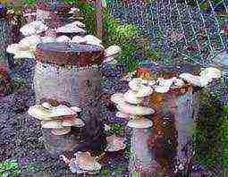 how to grow oyster mushrooms at home in almaty