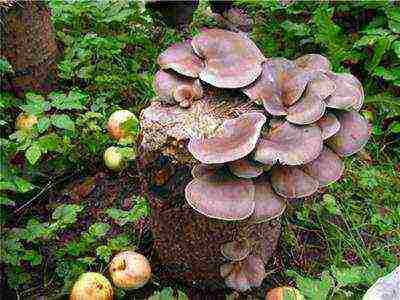 how to grow oyster mushrooms at home on stumps