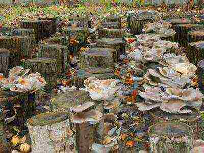 how to grow oyster mushrooms at home on stumps