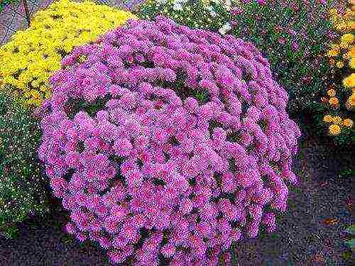 how to grow chrysanthemums at home from seeds