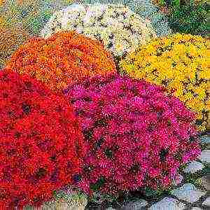 how to grow chrysanthemums at home from seeds