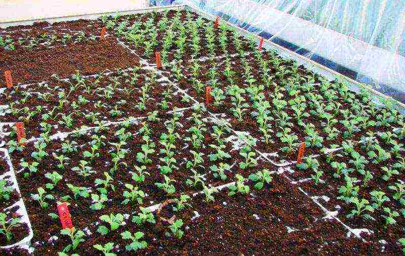 kung paano mapalago ang mga chrysanthemum sa bahay mula sa mga binhi