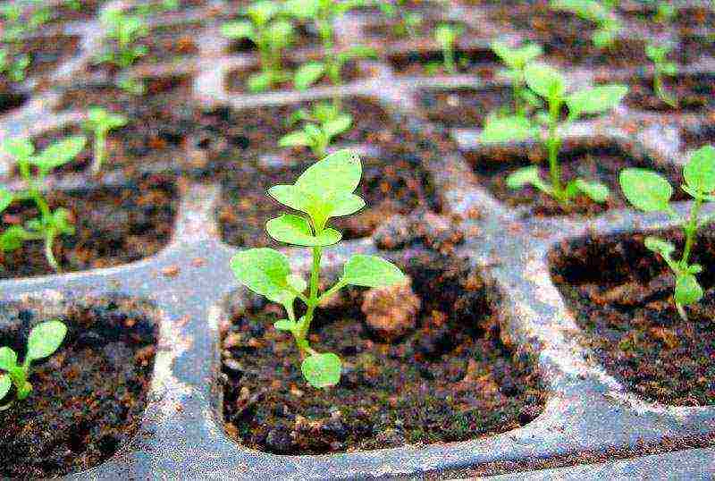 how to grow chrysanthemums at home from seeds