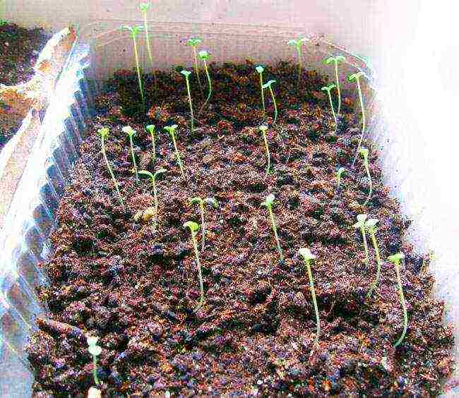 how to grow chrysanthemums at home from seeds