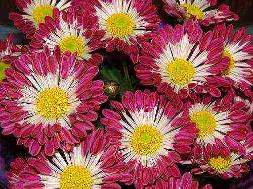 how to grow chrysanthemums at home from seeds