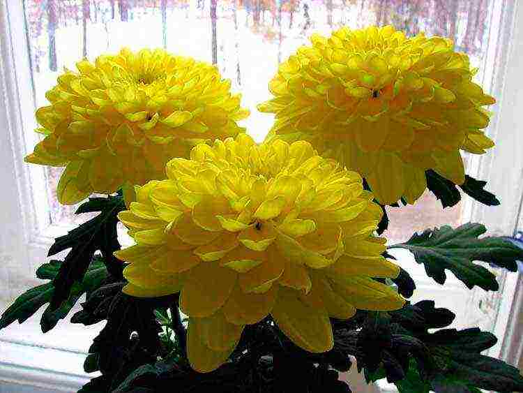 how to grow chrysanthemums at home in a pot