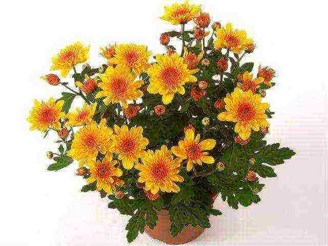 how to grow chrysanthemums at home in a pot