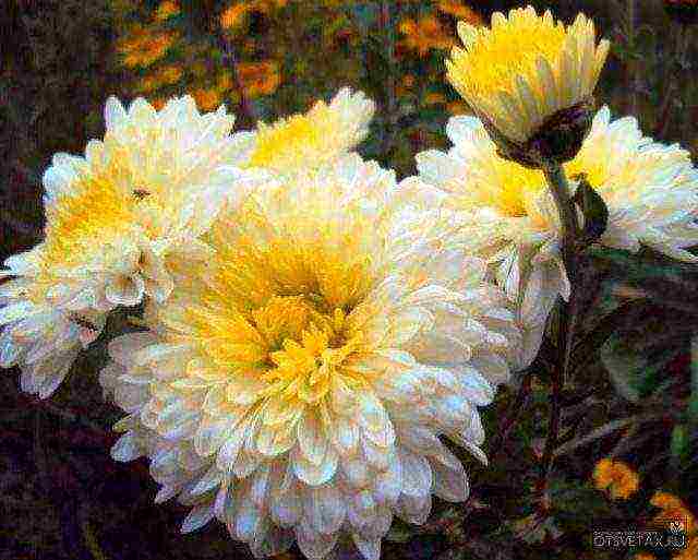 how to grow chrysanthemums at home in a pot