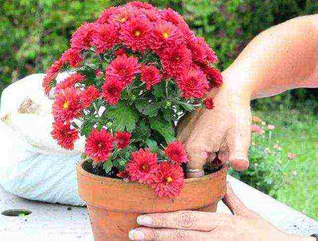 how to grow chrysanthemums at home in a pot