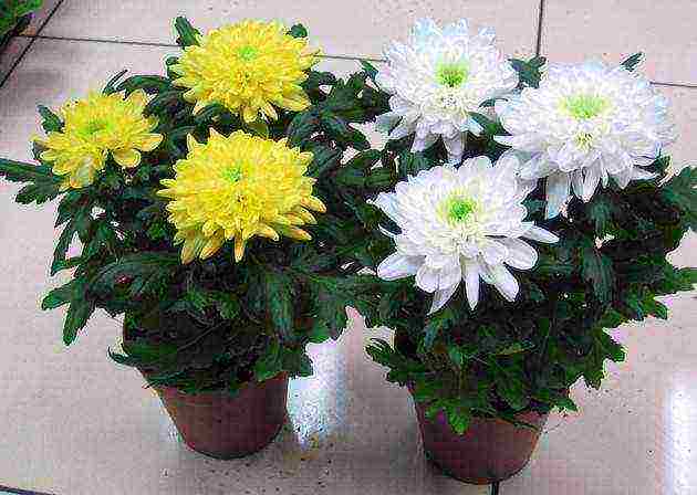 how to grow chrysanthemums at home in a pot