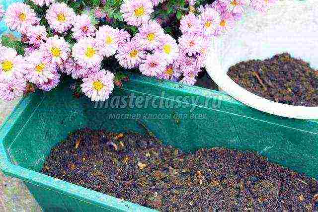 how to grow chrysanthemums at home in a pot