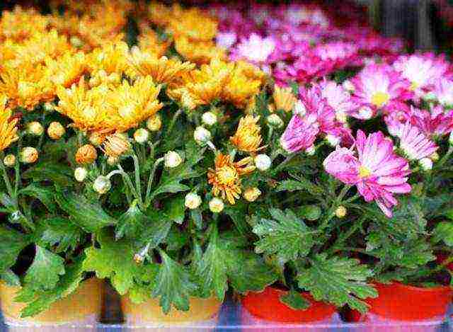 how to grow chrysanthemums at home in a pot