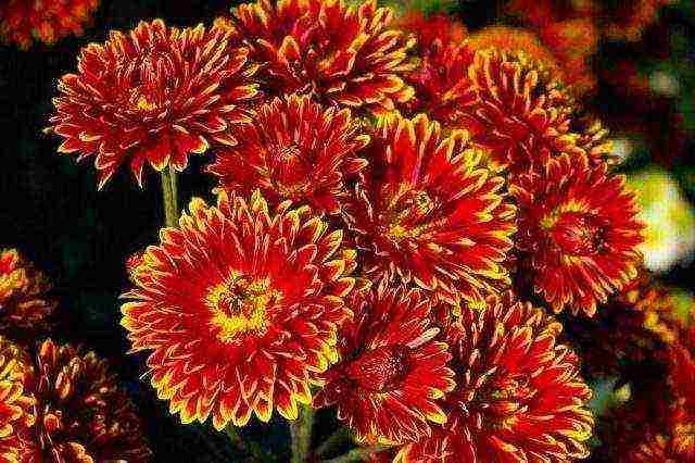 how to grow chrysanthemums at home in a pot