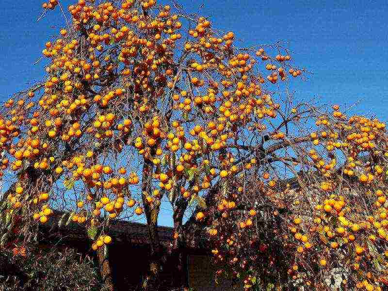 how to grow persimmon at home from a stone