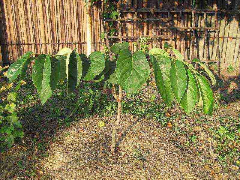 how to grow persimmon at home from a stone