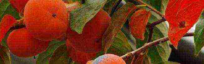 how to grow persimmon at home from a stone