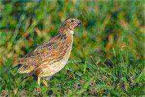 how to grow and breed quail at home