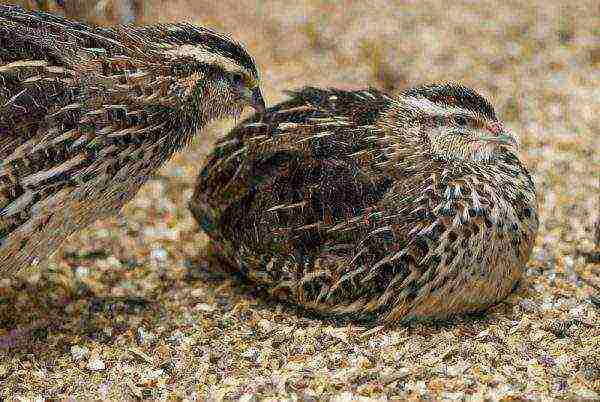 how to grow and breed quail at home