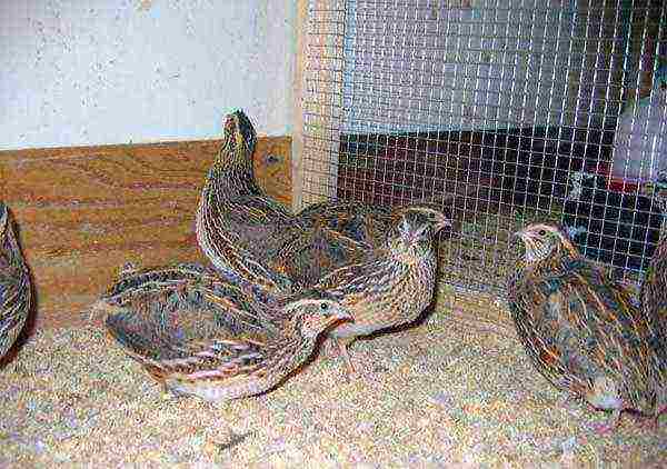 how to grow and breed quail at home