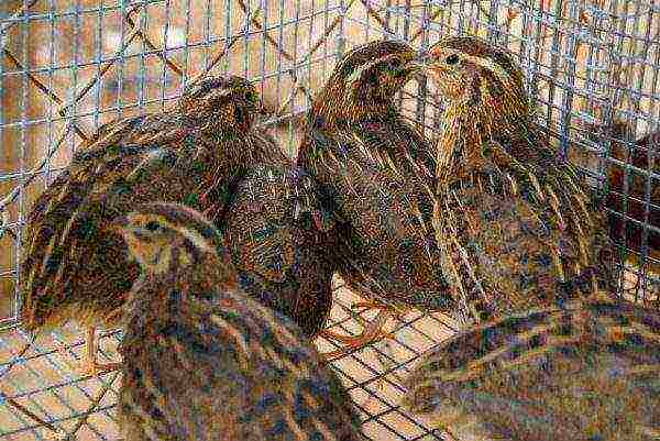 how to grow and breed quail at home