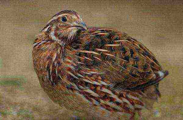 how to grow and breed quail at home