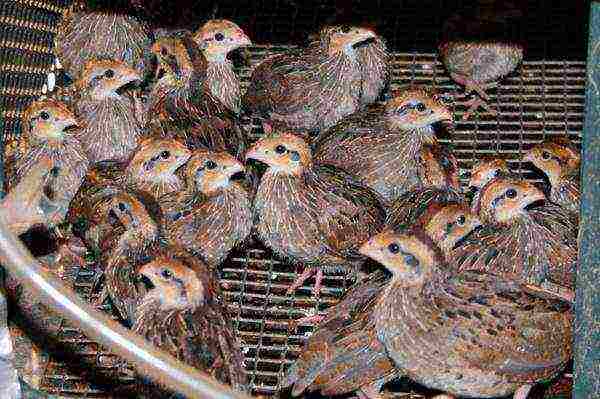 how to grow and breed quail at home