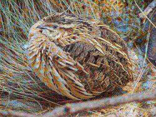 how to grow and breed quail at home