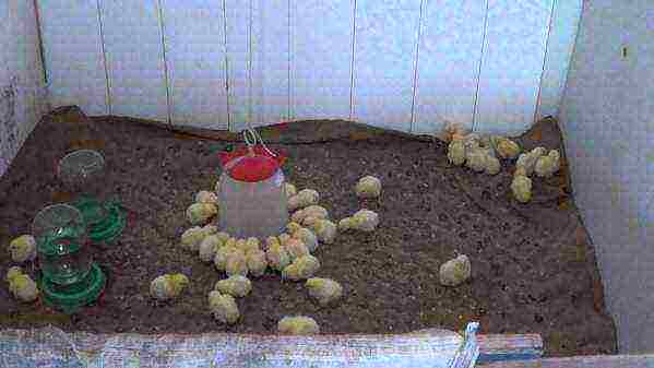 how to raise incubator chickens at home