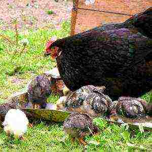 kung paano magtaas ng mga incubator na manok sa bahay