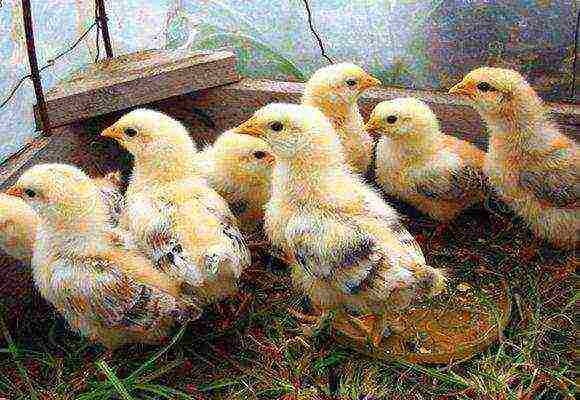 how to raise incubator chickens at home