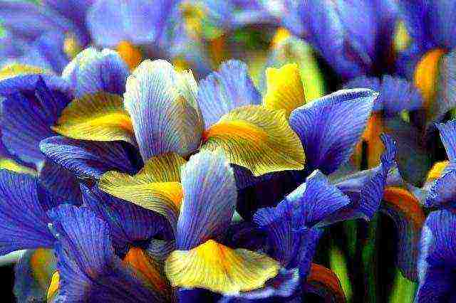 how to grow irises from bulbs at home