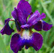 how to grow irises from bulbs at home