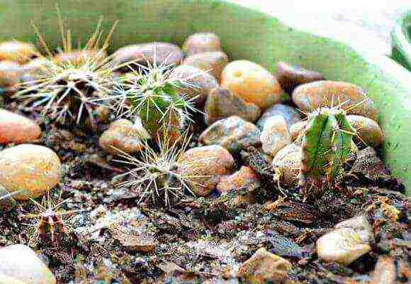 how to grow cacti at home from seeds