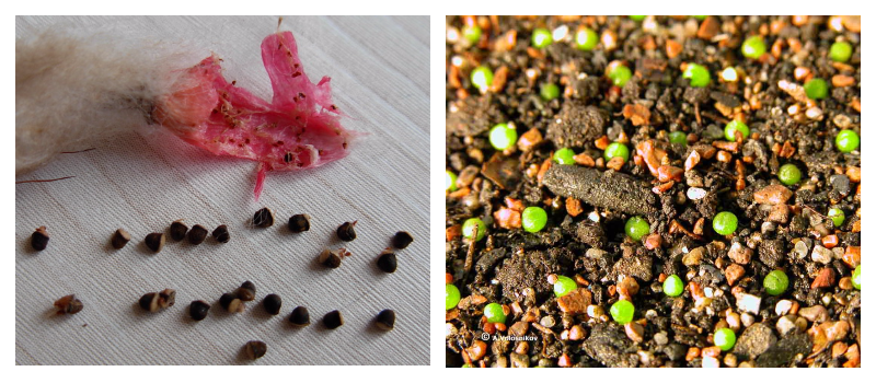 how to grow cacti at home from seeds