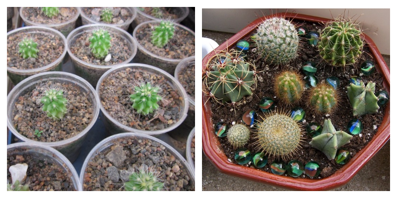 how to grow cacti at home from seeds