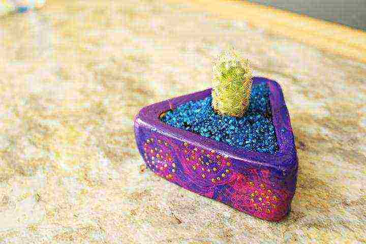 how to grow cacti at home from seeds